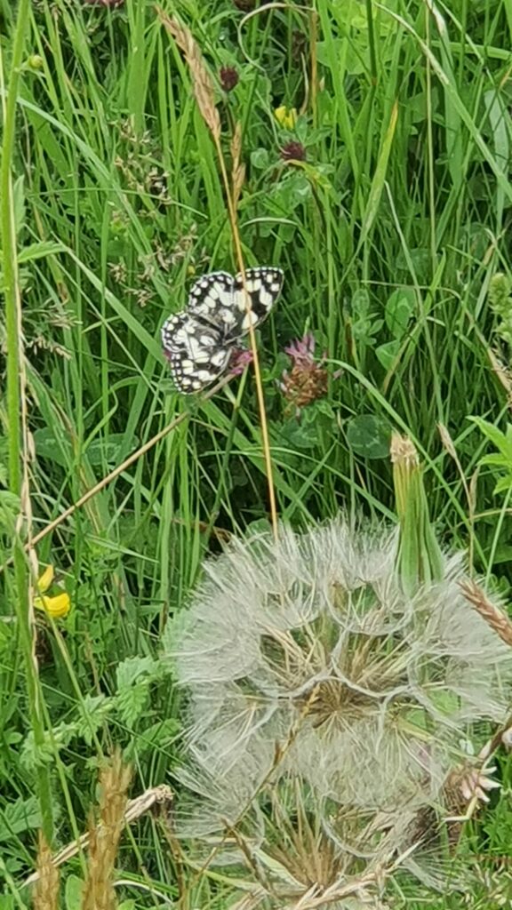 A marble white butterfly rests on grass on an unmown verge