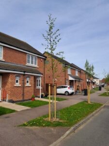 Trees planted beside a residential road, chosen using the Value of Trees toolkit
